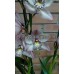 Орхидея Цимбидиум Бело-сиреневая